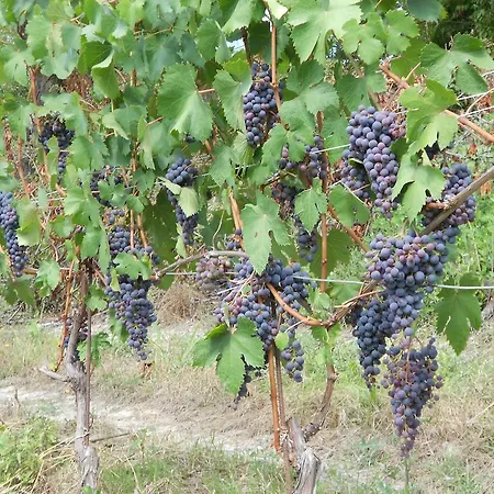 Agriturismo Schlin